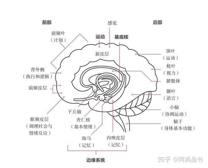 如何让大脑保持高速运行