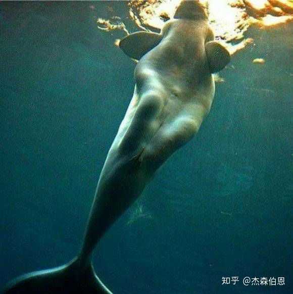 海洋中的被称为"美人鱼"是什么生物?