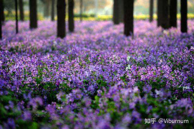 二月兰花海,南京理工大学,图片来自网络