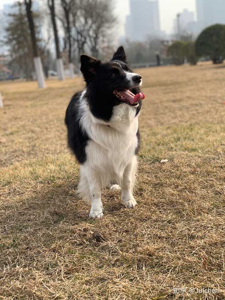 想养一只中型犬第一候选边牧可是怕拆家怎么办