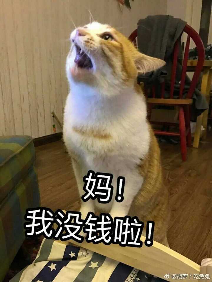 你有哪些关于猫狗的表情包?