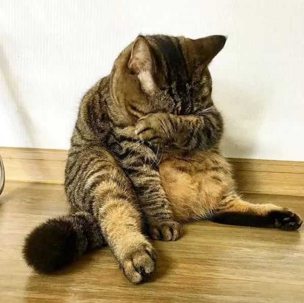 有没有哭泣猫的表情包?