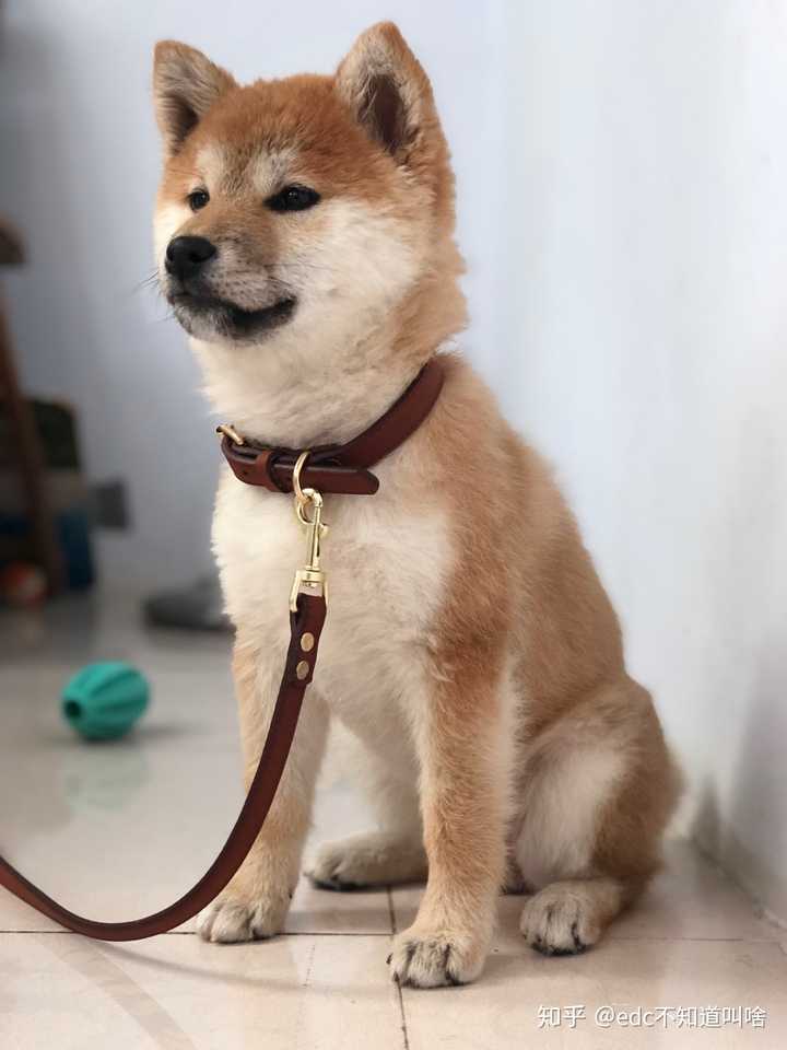 各位大佬看看我家母柴犬品相好吗吗?