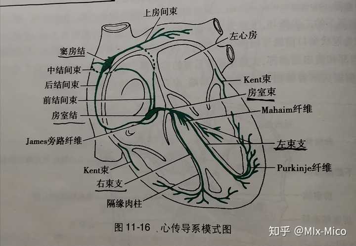 一,心传导系 (一) 窦房结 1. 窦房结是心的正常起搏点 2.