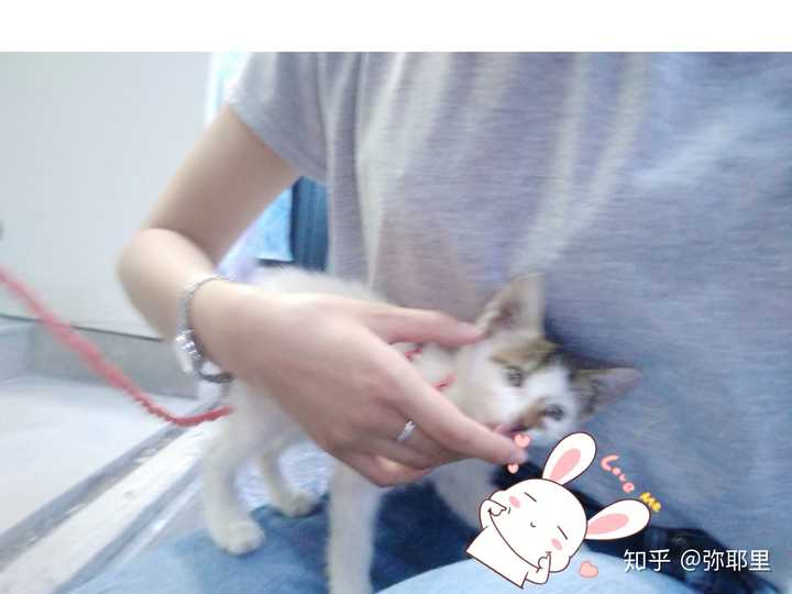 把一只刚出生的小奶猫一直养大是什么感觉?