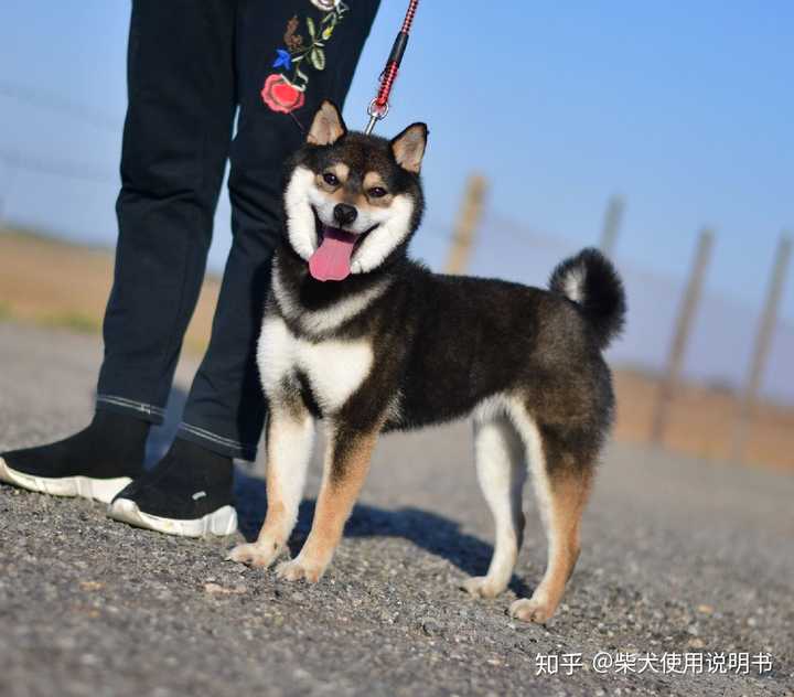 黑柴种母 回香   之所以叫回香 是因为小时候太磕碜被退货了!