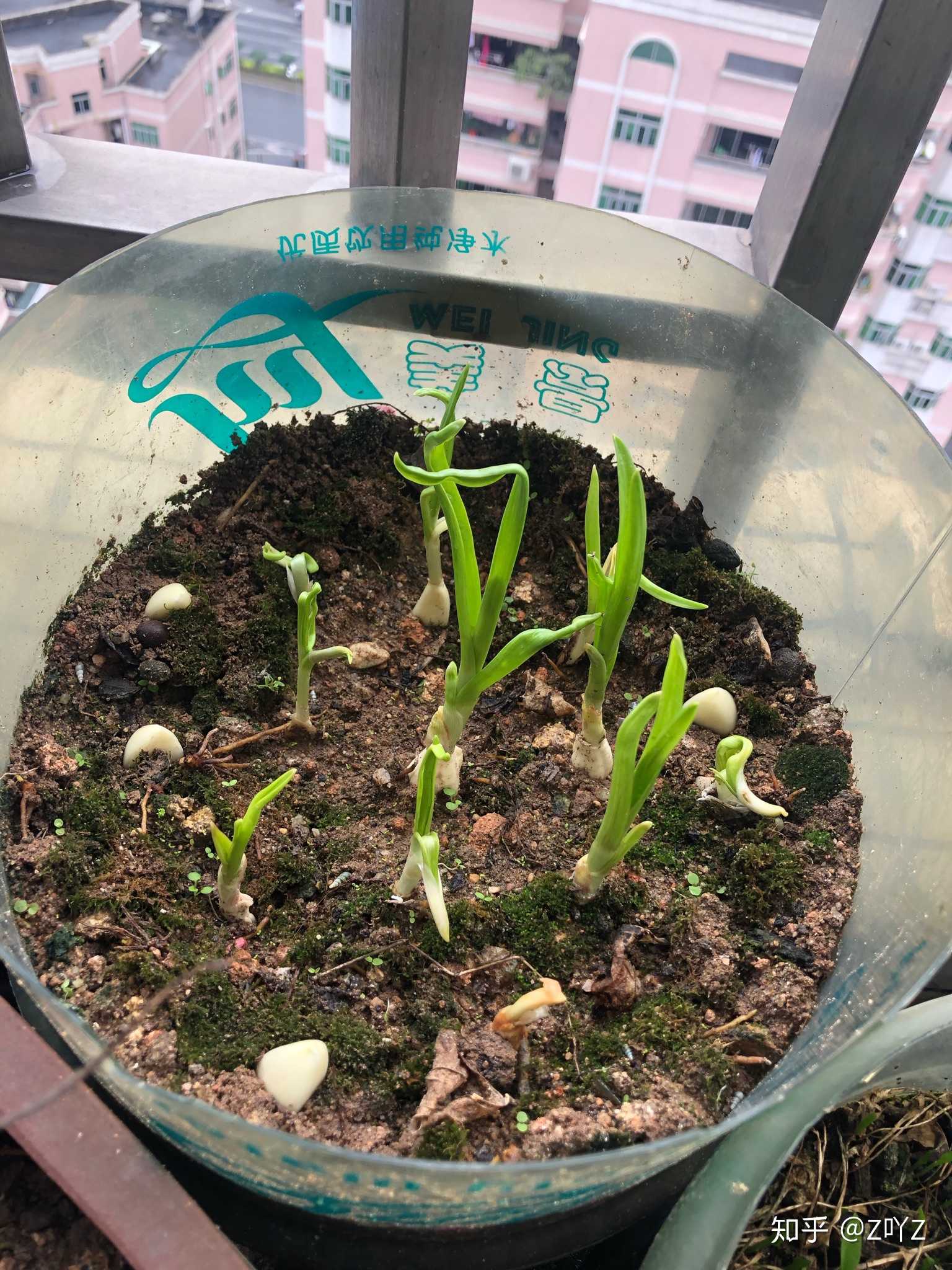 种大蒜,做饭,插花,我终于开始着手做点除掉生存必需活动以外的事儿了.