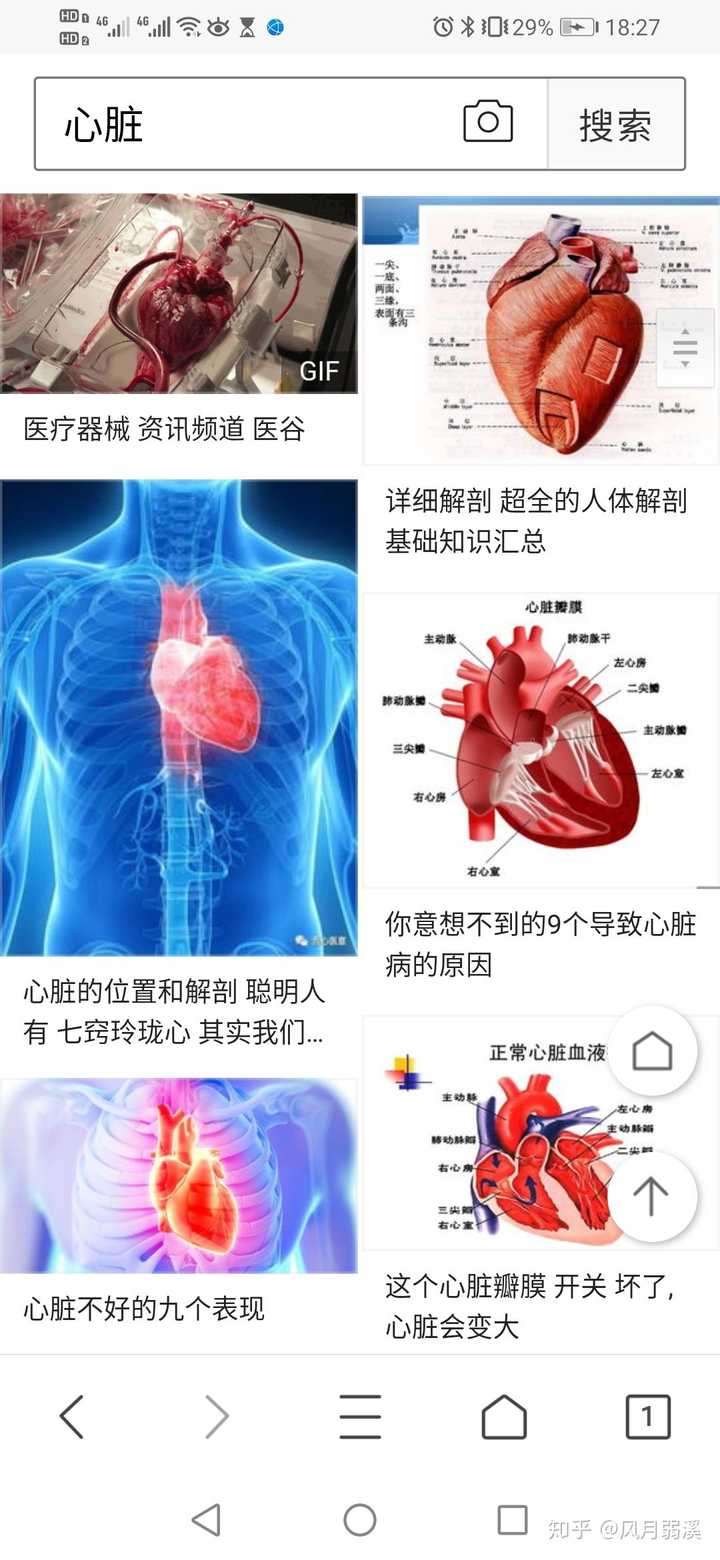 心脏外形长这样 不知道的小朋友可以看看
