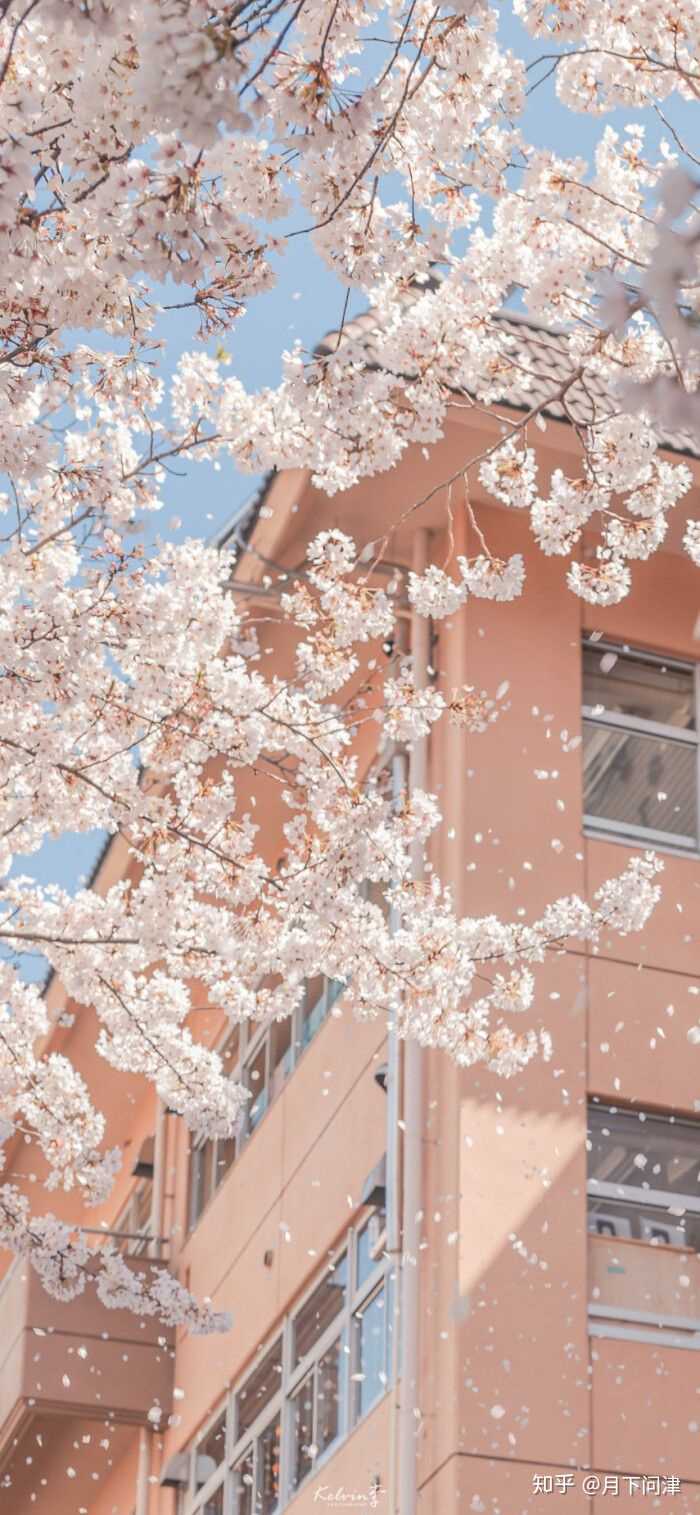 有没有高清微信背景图,粉色日系樱花类的?