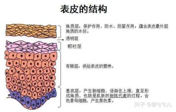 在科普抗衰抗皱的成分之前,先通过一张图来了解一下我们的皮肤层级