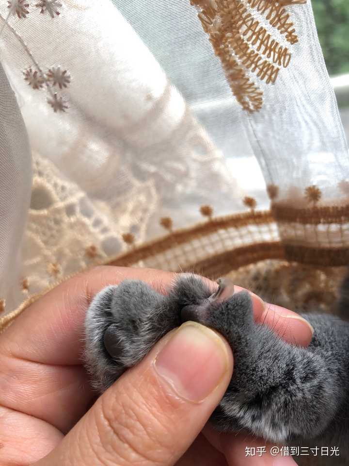 猫咪的指甲里面是黑色的线,怎么剪啊?
