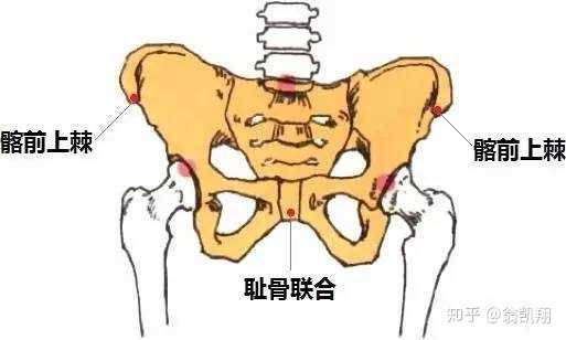 这两个点作为骨性标志点是很容易从体表触摸到的,在触摸到之后,我们