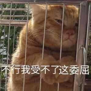 十几岁 我好累 我是憨憨吗为啥有这么多猫咪表情包!难搞哦