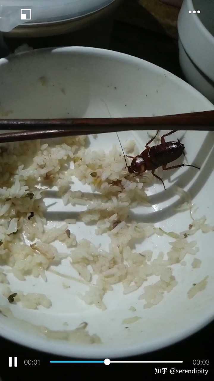 甚至睡觉时候蟑螂爬我脸上,刚来没挂蚊帐的时候,经常被各种虫子咬