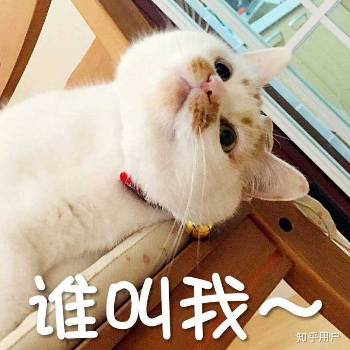 万能表情包?excuse me,当然要举爪我们可爱的楼楼小猫咪了.