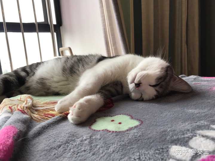 你有哪些家里猫咪的照片想要分享?