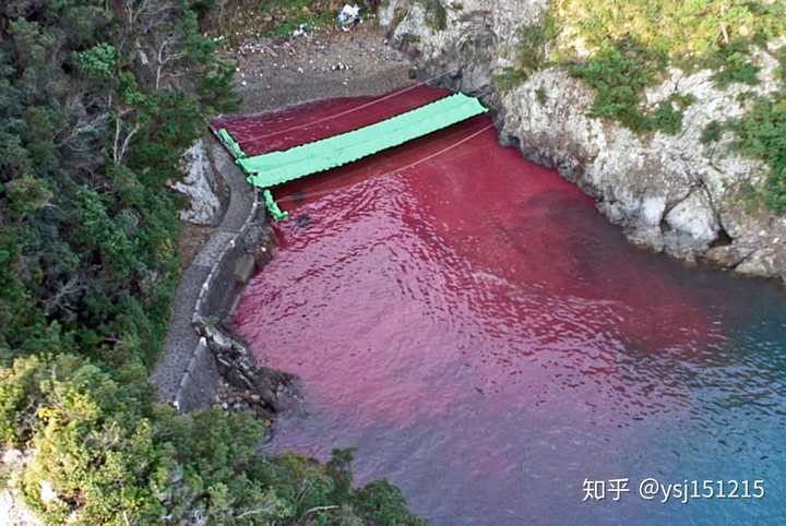 国内有些频道和媒体习惯把这部纪录片叫为《血色海豚湾》,看图你就