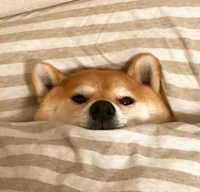 ———————— 谢谢 ———————— 补充一组最喜欢的柴犬