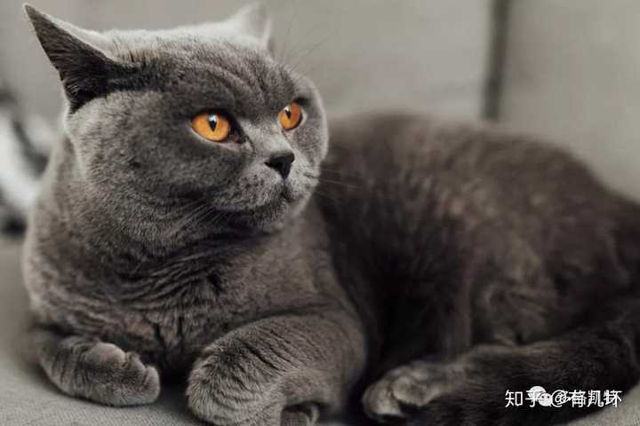 中华狸花猫跟名贵的宠物猫差别在哪?