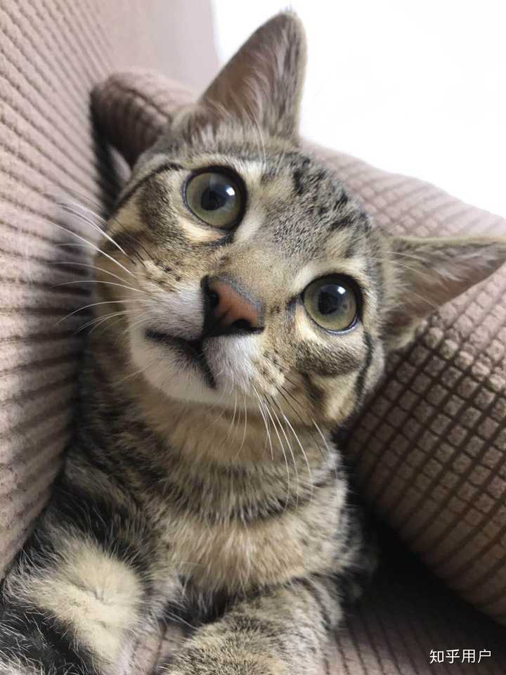 养土猫会遭人嫌弃吗?