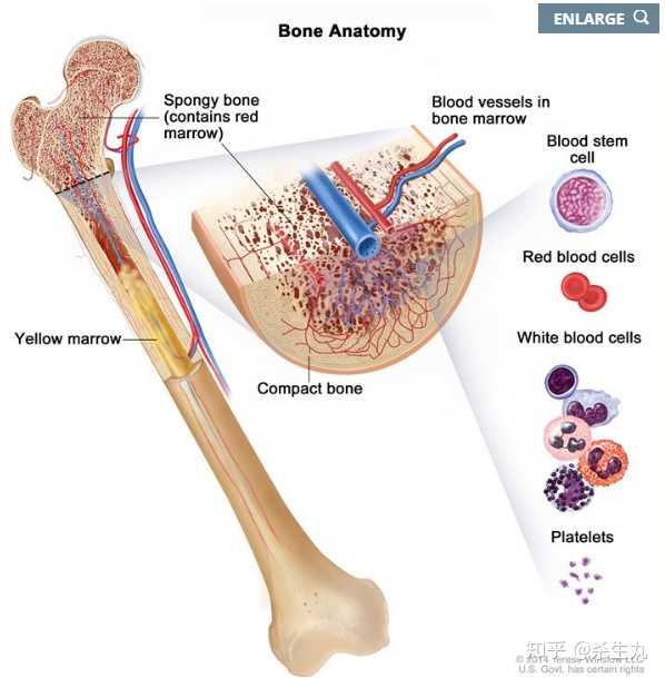 负责造血的骨髓长这样,里面的关键是造血干细胞