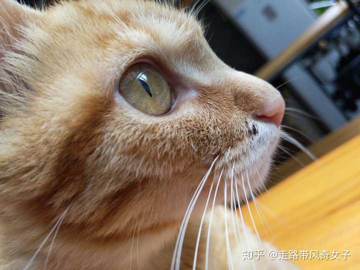 猫知道自己在人类眼中有多可爱吗?