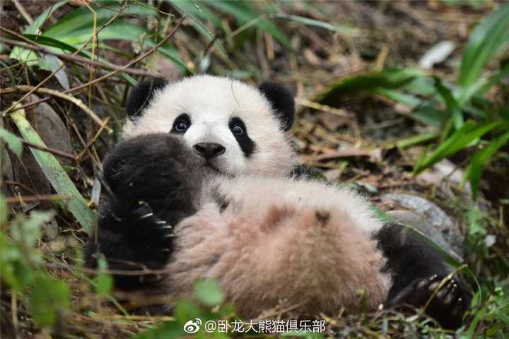 你有哪些珍藏的大熊猫小时候的照片或动图?