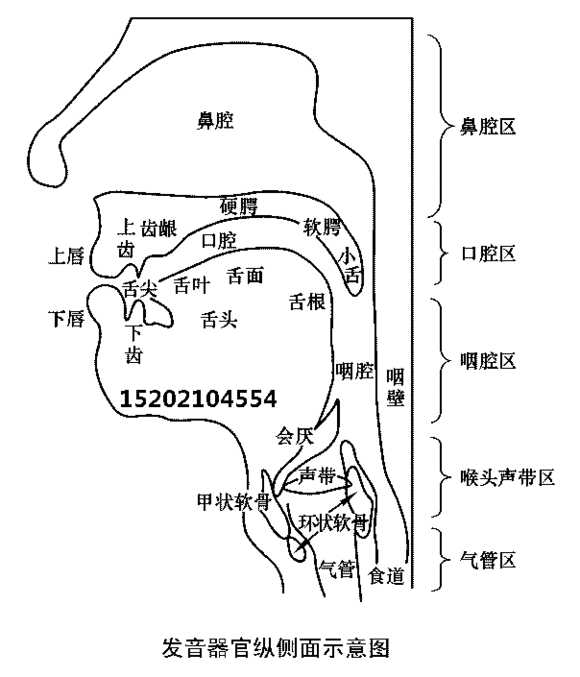 这其中我认为一个关键点在于我们小舌头的位置.