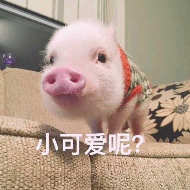 你有哪些让你一秒变开心的表情包?