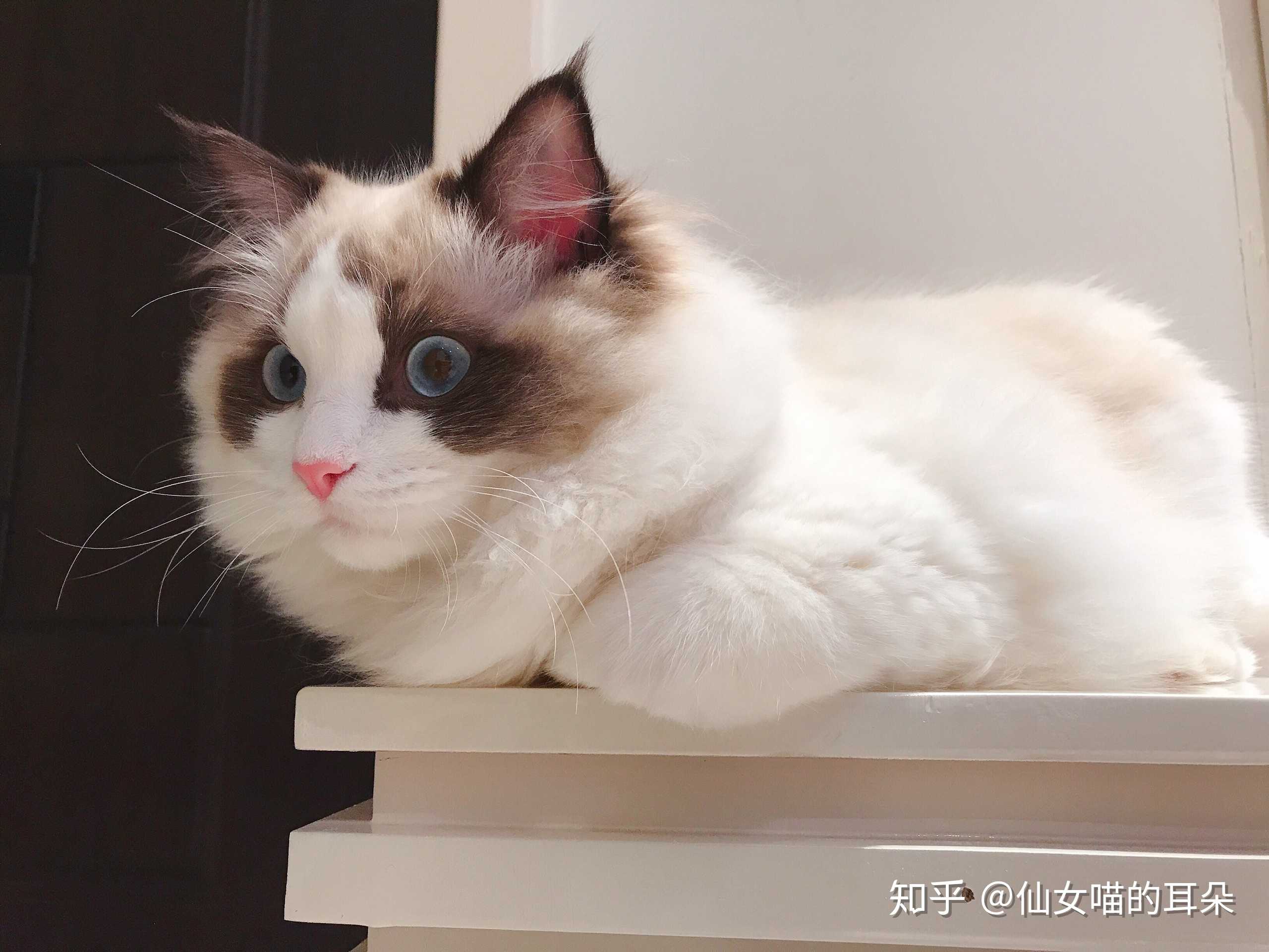 买布偶猫我是不是被骗了?