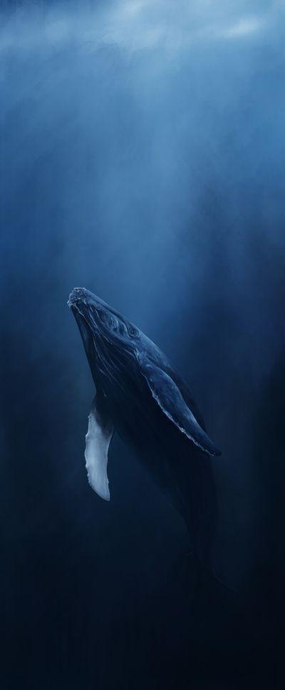 哪里可以找到可以用来当壁纸的鲸鱼(蓝鲸)图片呢?