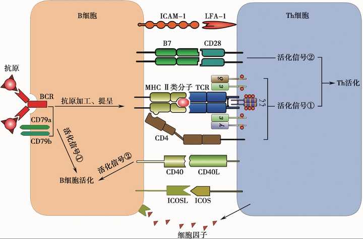 b细胞与th细胞的相互作用