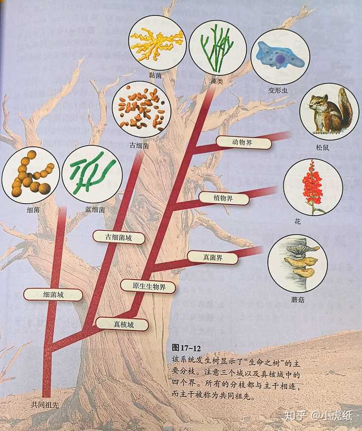 一种分类系统,生物的三域,图片源自[2]