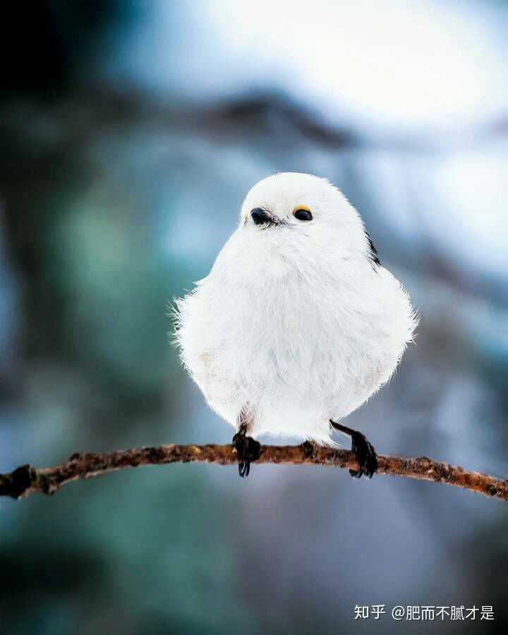 你见过哪些极美的生物?
