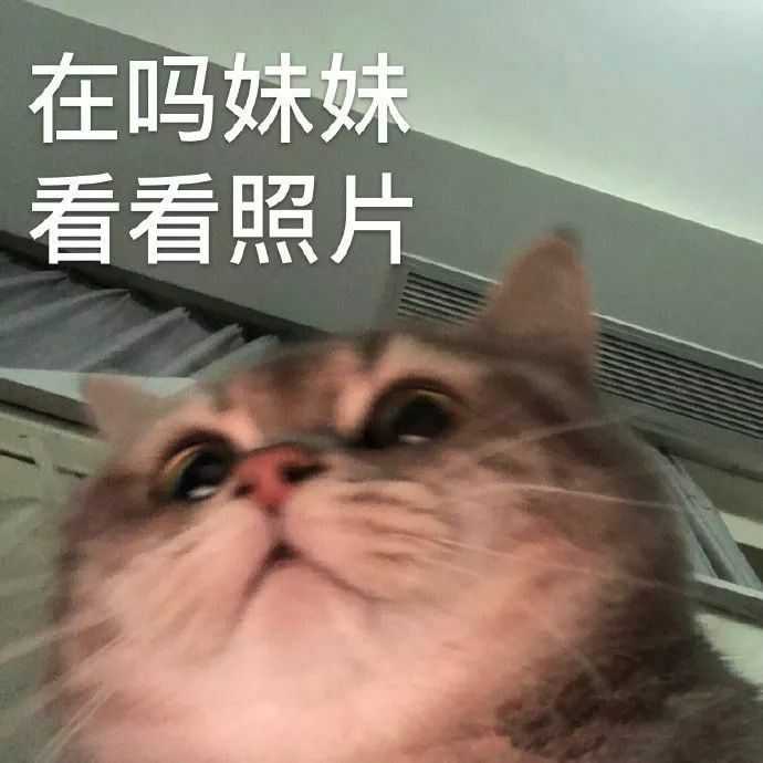 猫的沙雕表情包简直太多啦