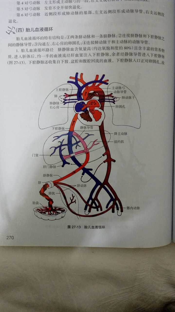胎儿血液循环与成人有哪些不同?