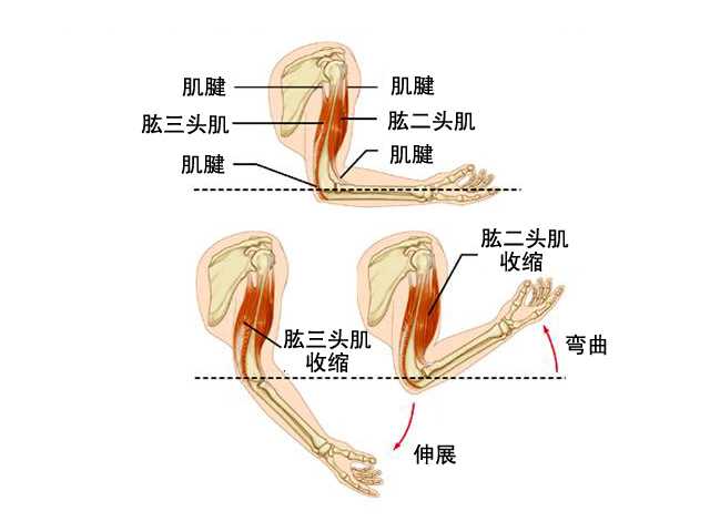 女性如何有效瘦手臂?