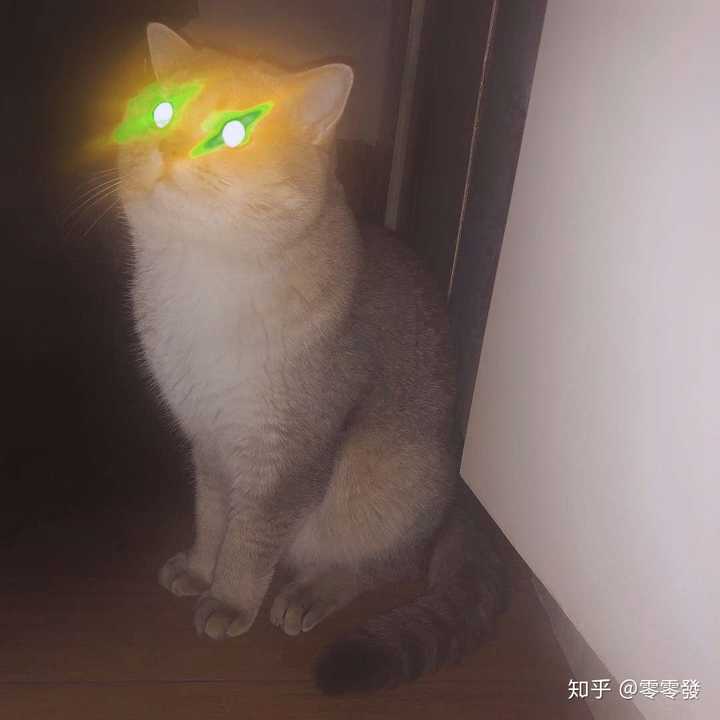 小猫咪眼睛一般反光都有些什么颜色