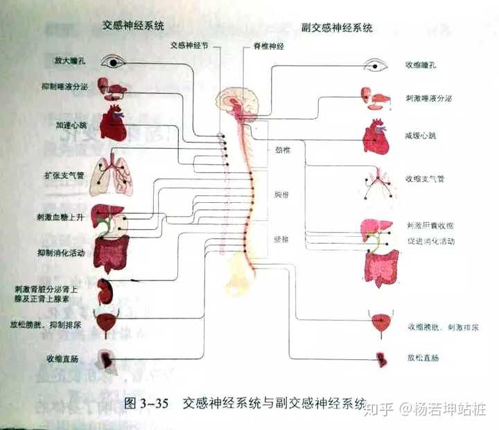 植物神经就是指我们身体里的一对神经系统,交感神经和副交感神经.