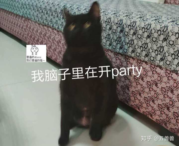 如何让老婆接受养一只黑猫,为什么黑猫这么受偏见,顺便求黑猫美图!