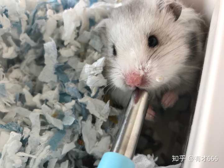 可以看一下你们的小仓鼠嘛?