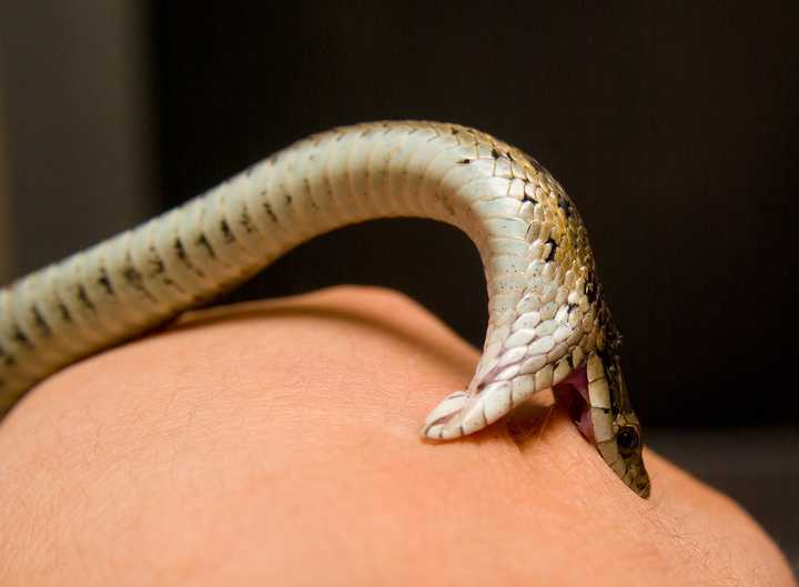 你会介意你的室友在宿舍养一条温顺的无毒蛇吗?