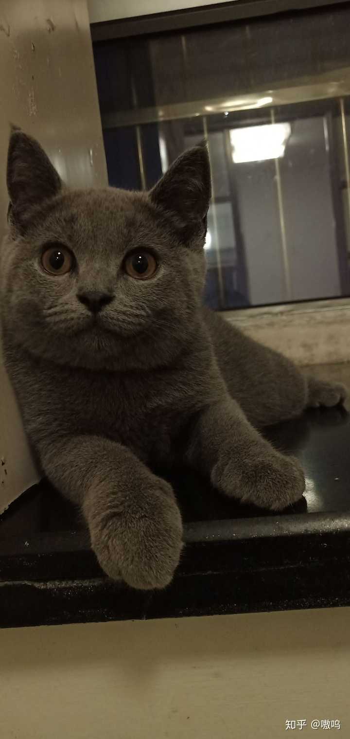 家里有只蓝猫是什么样的体验?