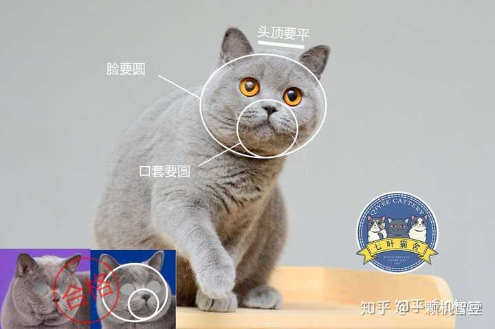 我家蓝猫品相怎么样 推荐吃什么猫粮?
