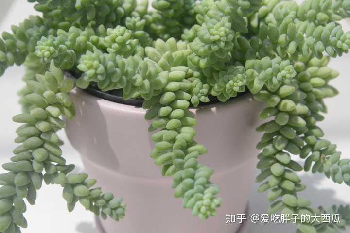 叶片特别饱满的多肉,喜欢它枝条下垂的样子