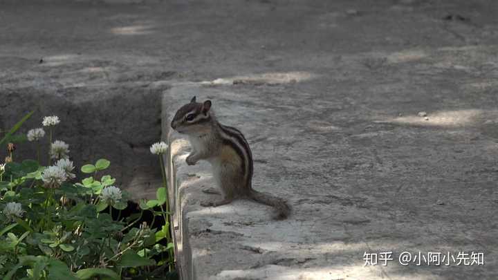 图书馆门前的小松鼠