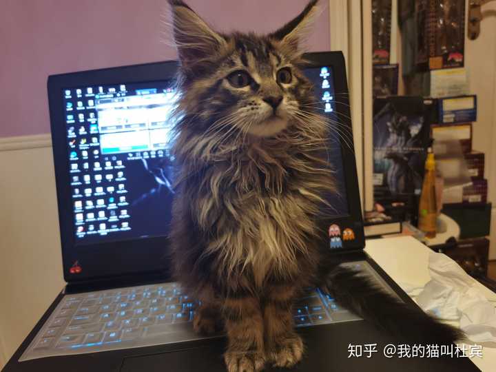 鉴定一下这是不是缅因猫?