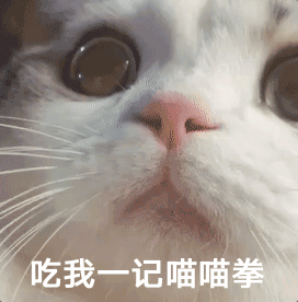 有没有类似于这种猫猫表情包?