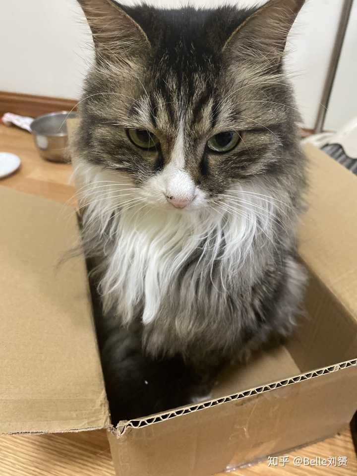 缅因猫是温和的猫吗?