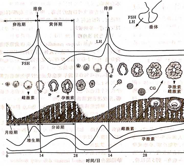 卵巢周期与子宫周期(左:未孕;右:怀孕)